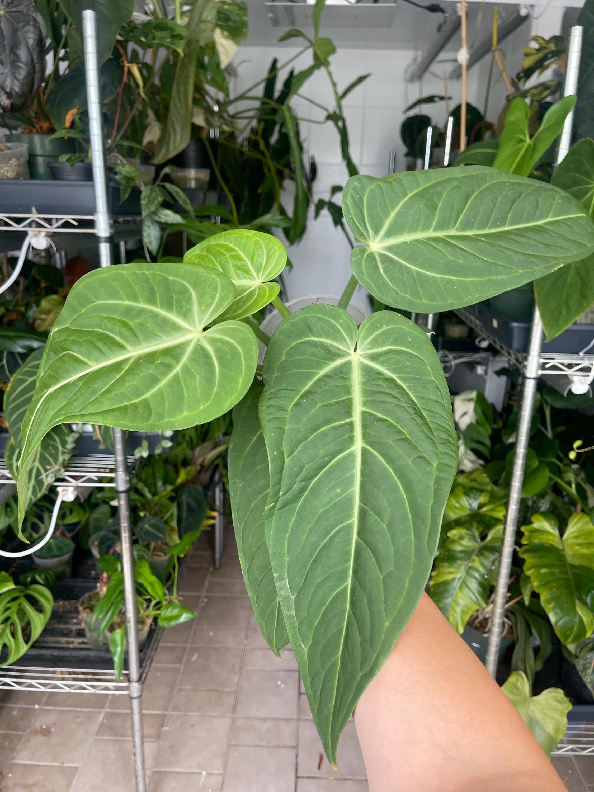 Anthurium Villenaorum X Pulcachense - Etsy