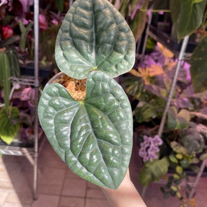 Anthurium Luxurians Silver Platinum, Exact Plant, Aroid Plant