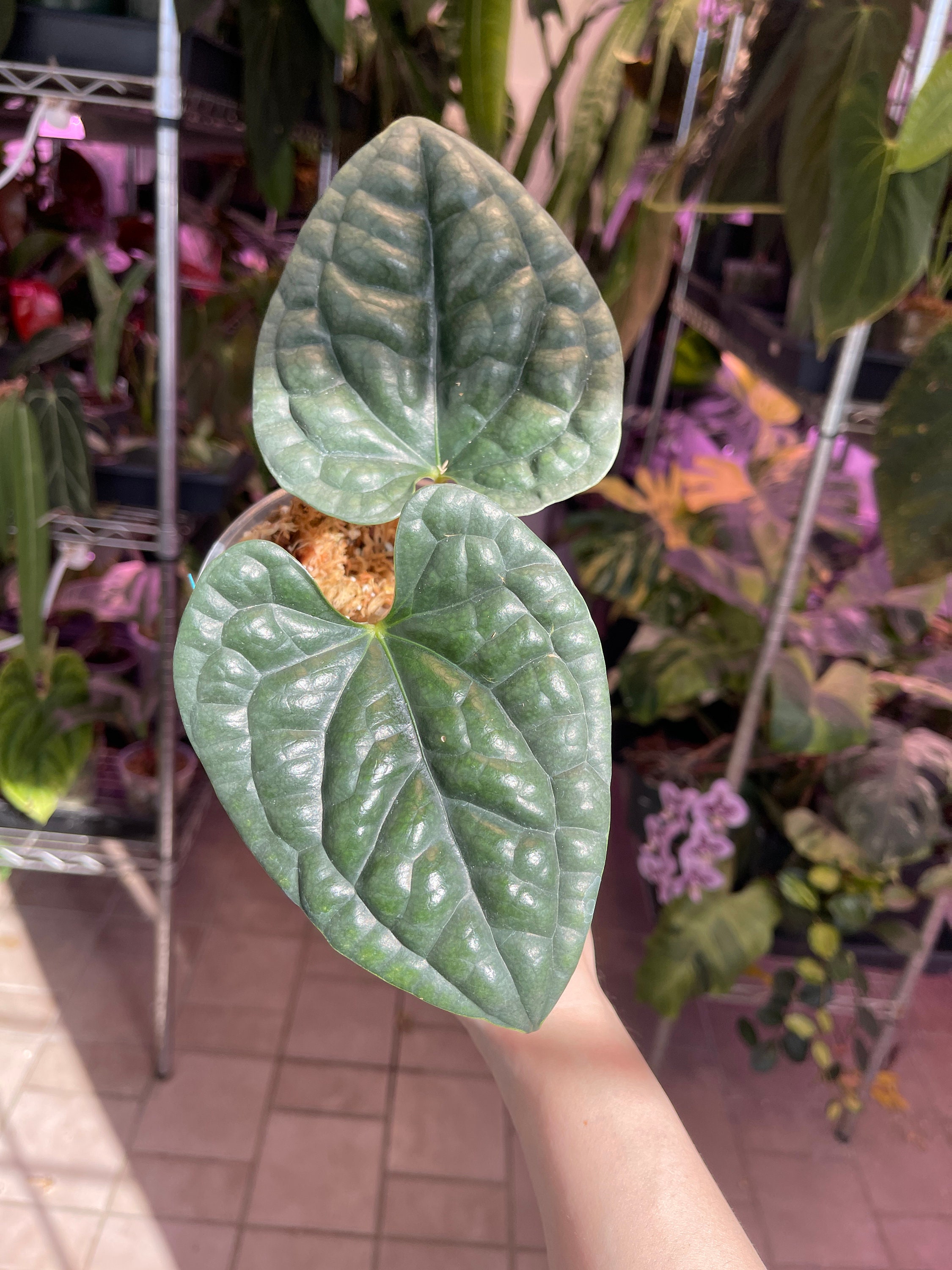Anthurium Luxurians Silver Platinum, Exact Plant, Aroid Anthurium Luxurians Silver Platinum, Exact Plant, Aroid