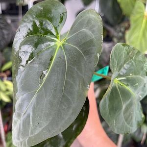Anthurium Papillilaminum Dark form, Velvet Aroid Plant Collector&#39;s plant USA SELLER!