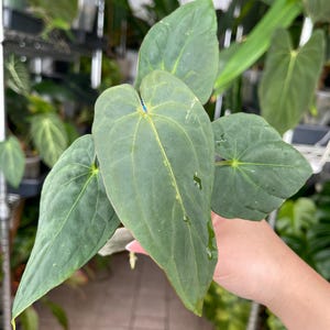 Anthurium Papillilaminum RL X Fs From Jv--us Seller - Etsy Anthurium Papillilaminum RL X Fs From Jv--us Seller - Etsy