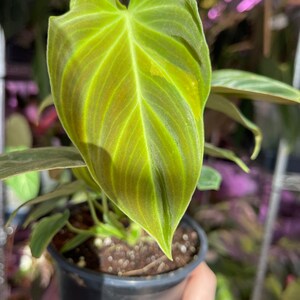 philodendron Splendid, sport variegated leaf image 1
