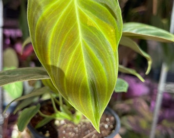 philodendron Splendid, sport variegated leaf