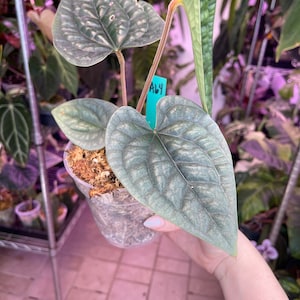 その他観葉植物 Anthurium luxurians silver green ルクスアリンス シルバー/ Anthurium luxurians silver