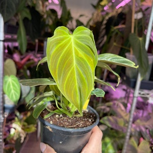 philodendron Splendid, sport variegated leaf image 3