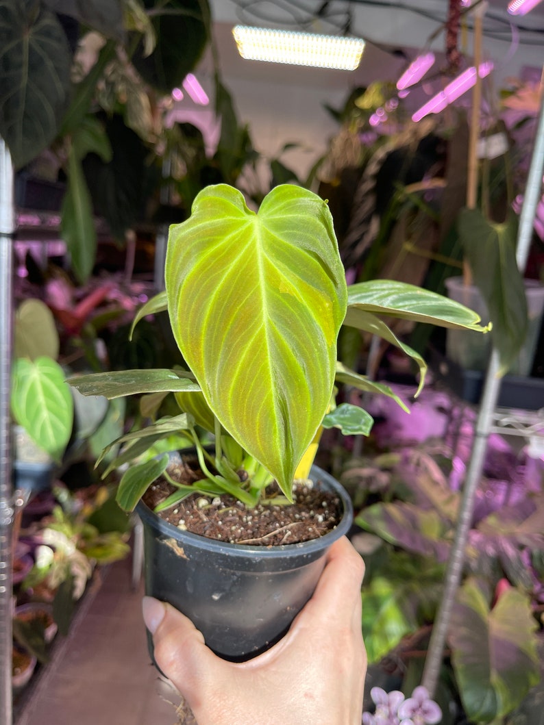 philodendron Splendid, sport variegated leaf image 3