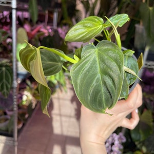 philodendron Splendid, sport variegated leaf image 10