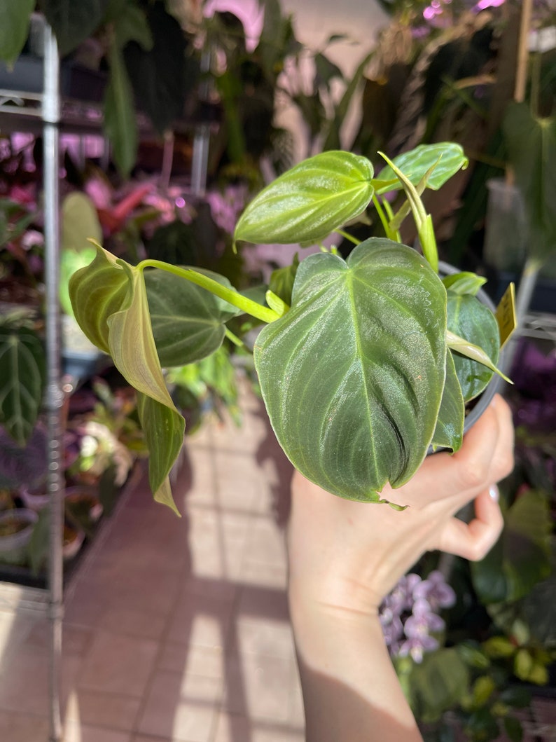 philodendron Splendid, sport variegated leaf image 10