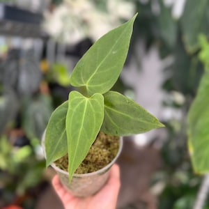 Anthurium Papillilaminum, Narrow form, Velvet Aroid Plant Collector&#39;s plant USA SELLER!