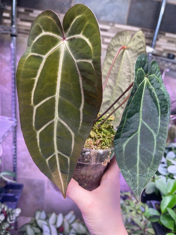 Anthurium Carlablackiae X Ace of Spades Hybrid Velvet Aroid Etsy