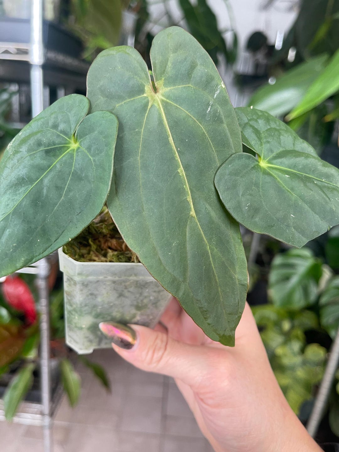 Anthurium Ree Pap Anthurium Papillilaminum Ree Gardens X Rio Ganache Dressleri - Etsy