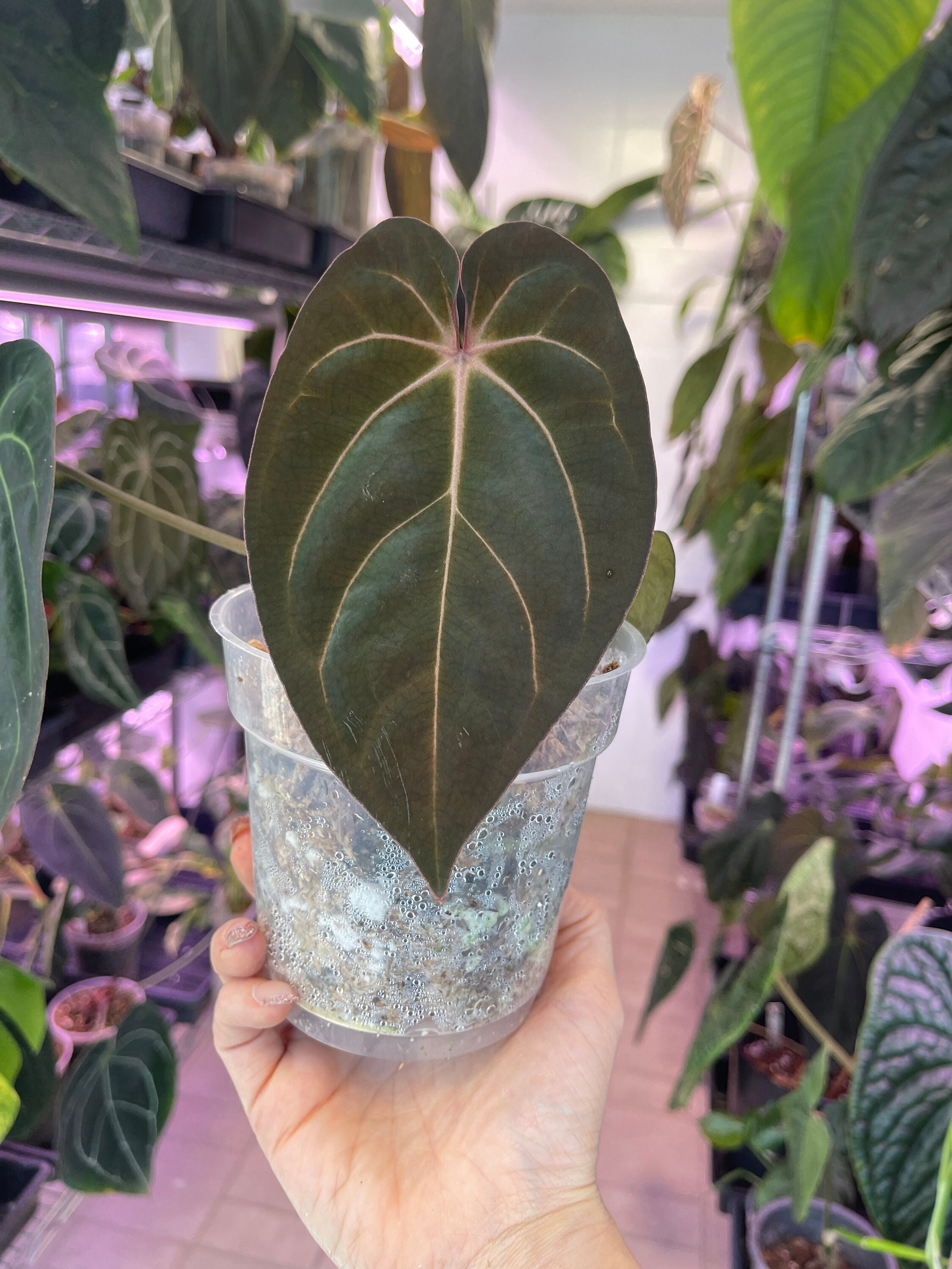 Anthurium Carlablackiae X BVEP Black Velvet Eastern Panama Anthurium Carlablackiae X BVEP Black Velvet Eastern Panama