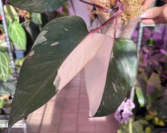 Philodendron Red Anderson variegated, bottom cutting