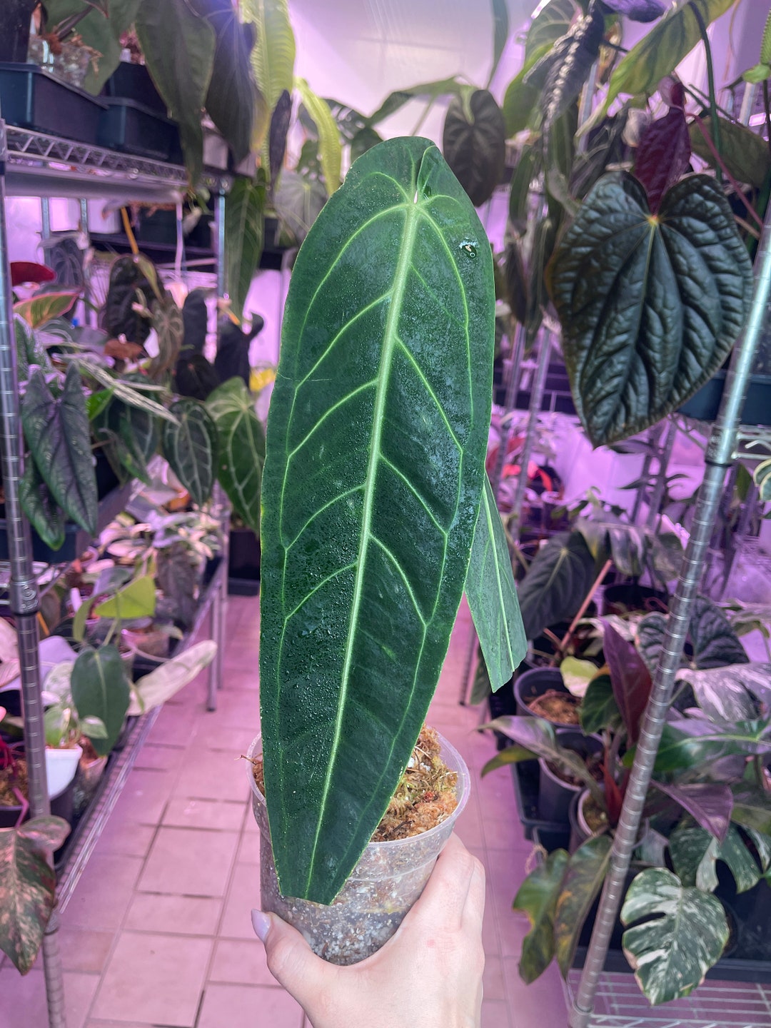 Anthurium Warocqueanum Dark Form Queen Anthurium Rare Velvet Etsy