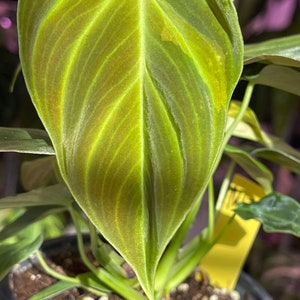 philodendron Splendid, sport variegated leaf image 7