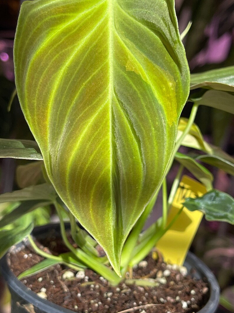 philodendron Splendid, sport variegated leaf image 7