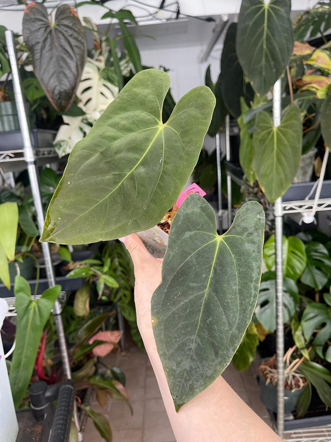 Anthurium papillilaminum ('Marshellini' x 'Dadbod') x 'RA8' main image 0