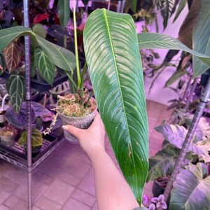 philodendron heterocraspedon