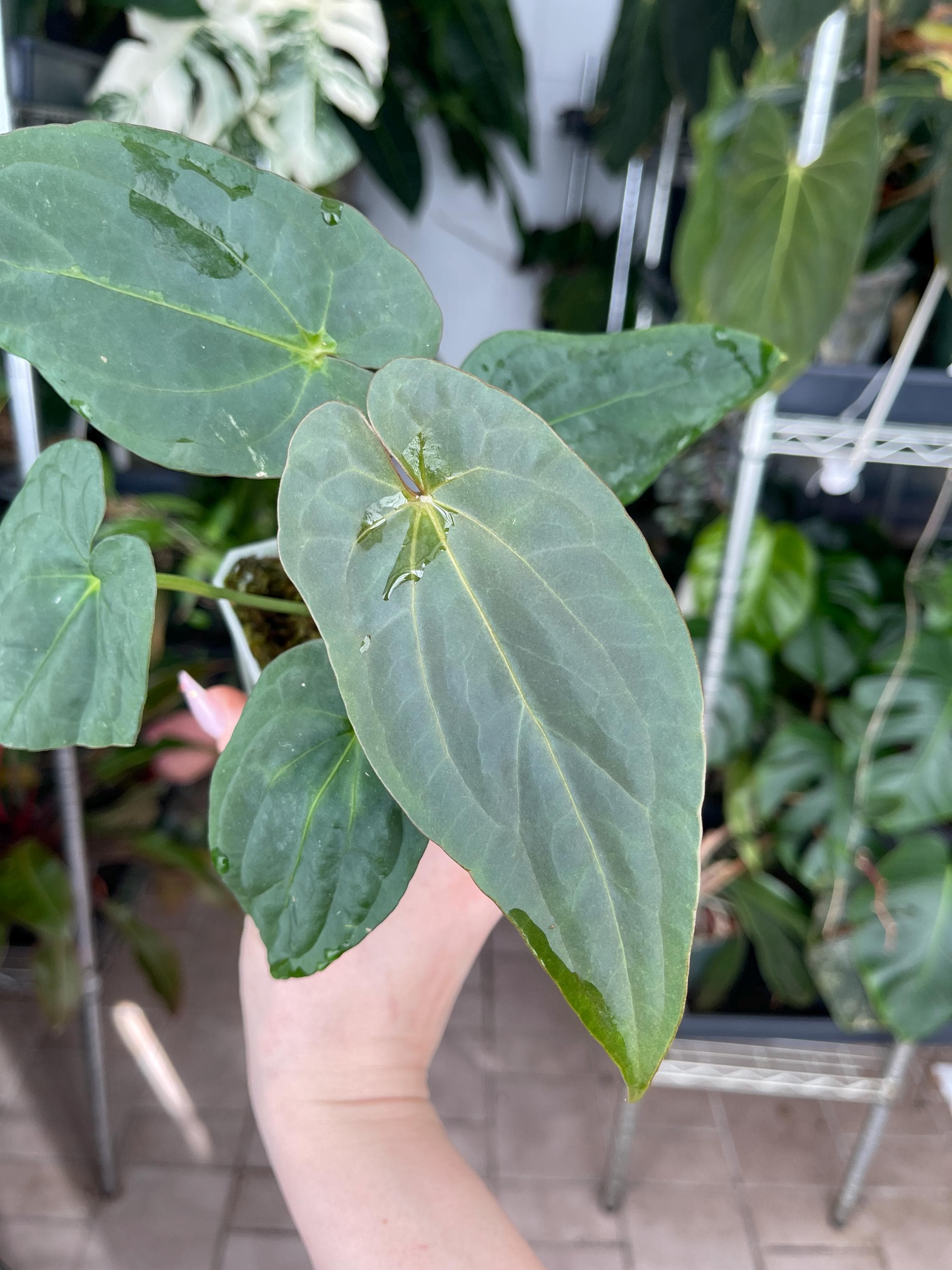 Anthurium Papillilaminum - Etsy Anthurium Papillilaminum - Etsy