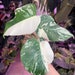 see more listings in the Philodendron & Monstera section