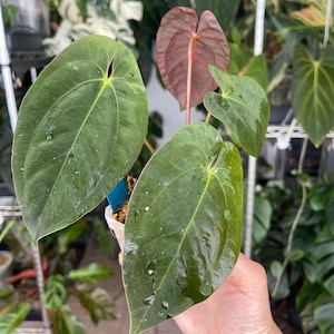 Anthurium Papillilaminum Dark form, Velvet Aroid Plant Collector&#39;s plant USA SELLER!