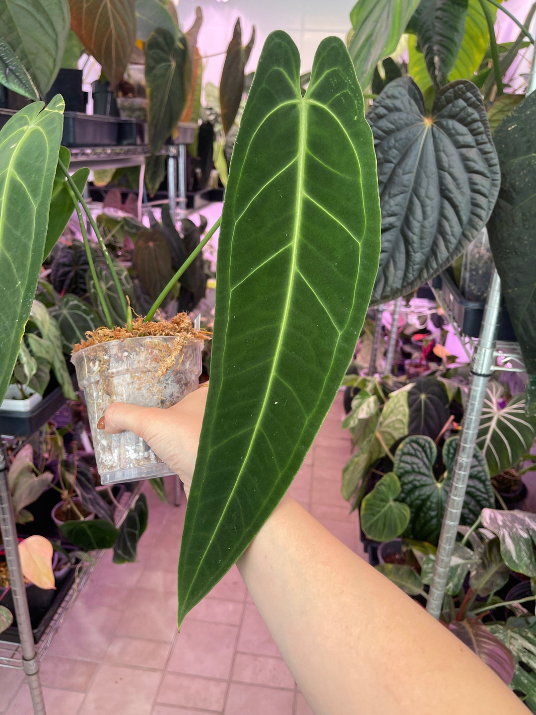 Anthurium Warocqueanum Queen Anthurium Rare Velvet Leaf Etsy