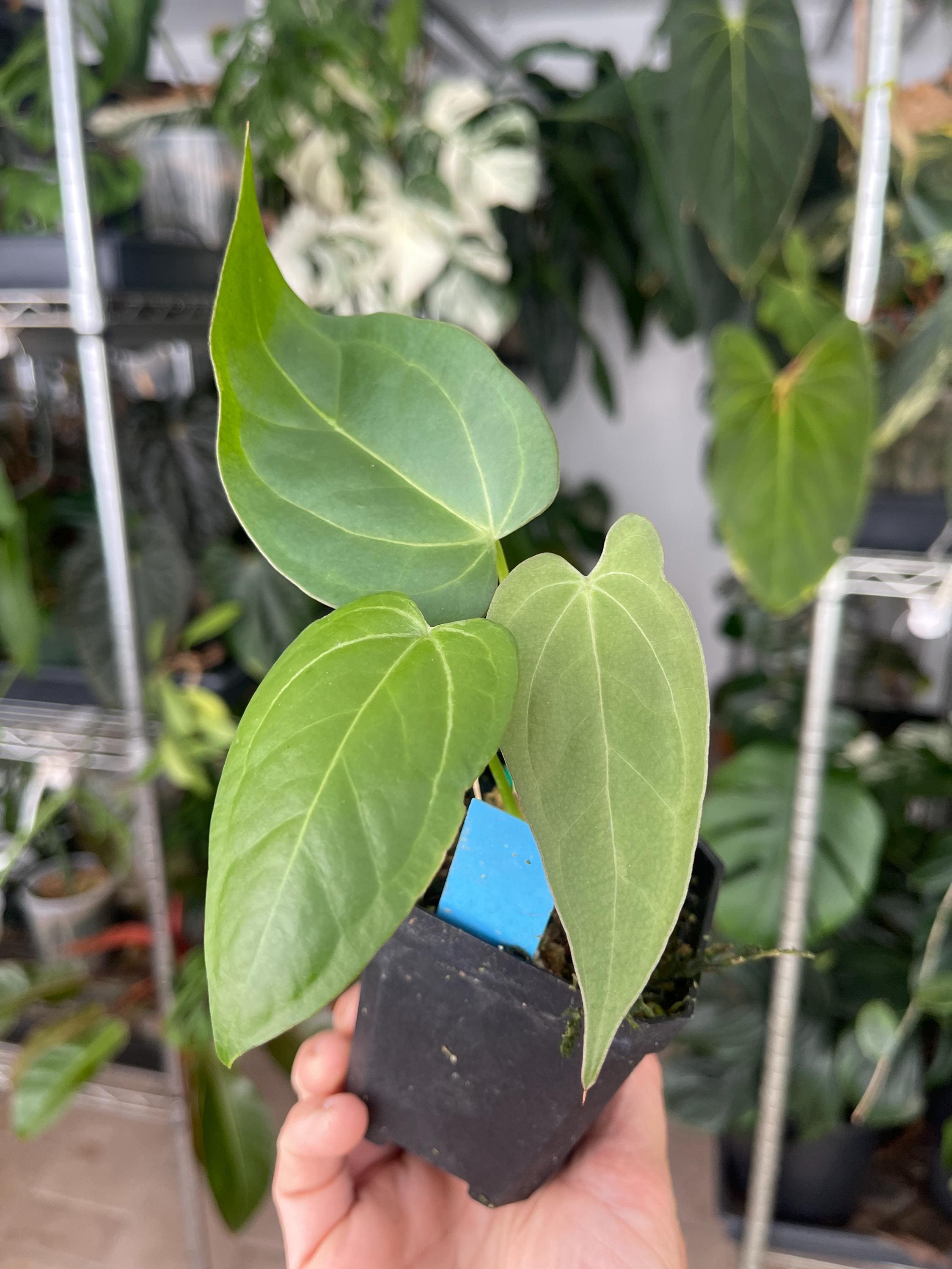 Anthurium Papillilaminum X Bvep - Etsy