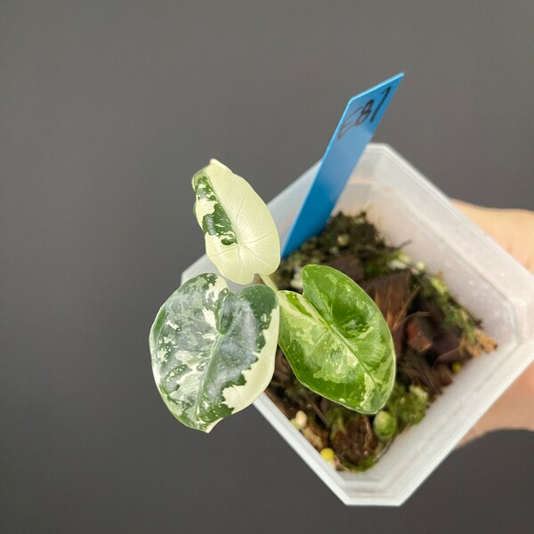 Variegated Alocasia Frydek Variegated, rare houseplant collector plant aroid, cosmetic damage