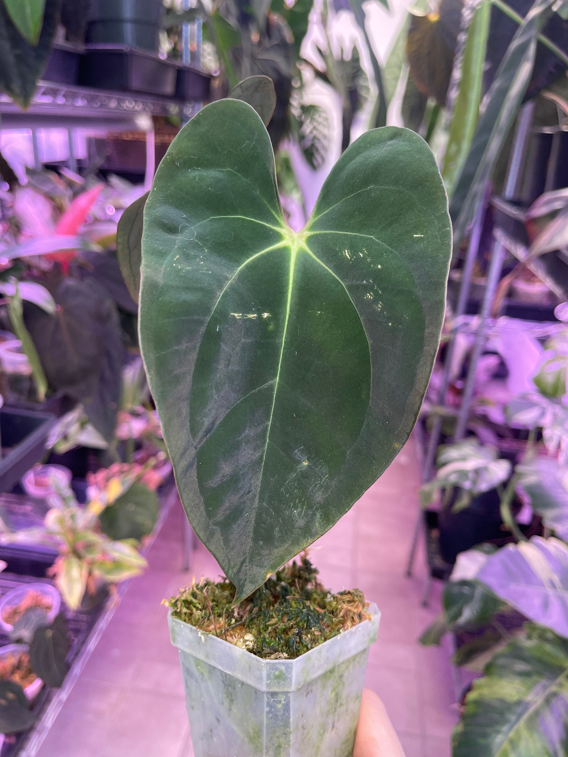 Anthurium SP. Black Velvet - Etsy