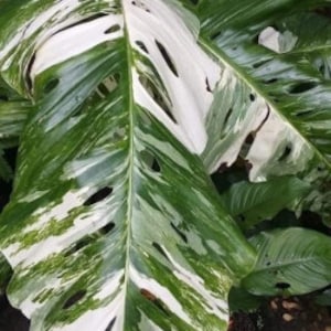 Variegated Monstera Lechleriana 2 growth points! RARE Exotic Plant aroid houseplant