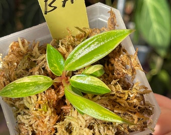 philodendron variegated caramel marble