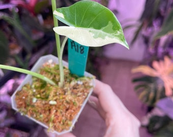 alocasia macrorrhiza variegata