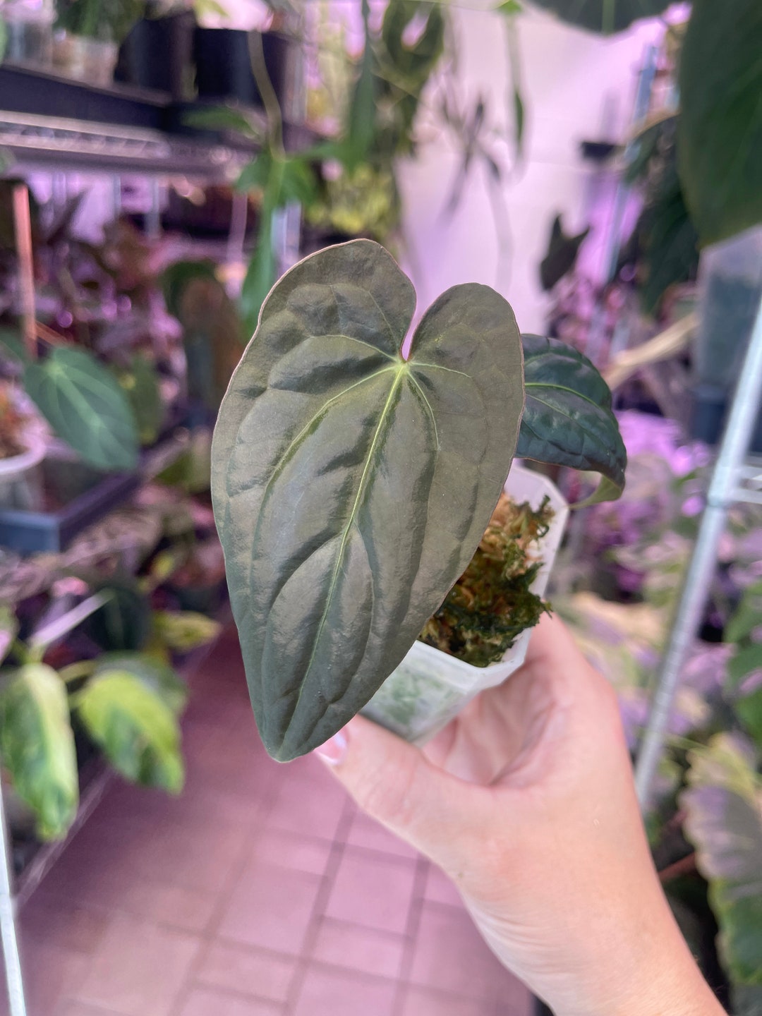 Anthurium Ree Pap Anthurium Papillilaminum Ree Gardens X Rio Ganache Dressleri - Etsy