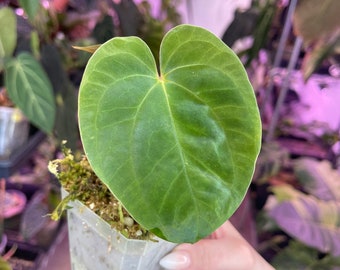 Anthurium Papillilaminum, Velvet Aroid Plant Collector's plant USA SELLER!