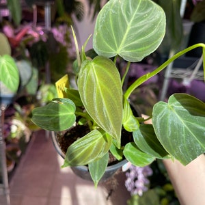 philodendron Splendid, sport variegated leaf image 9