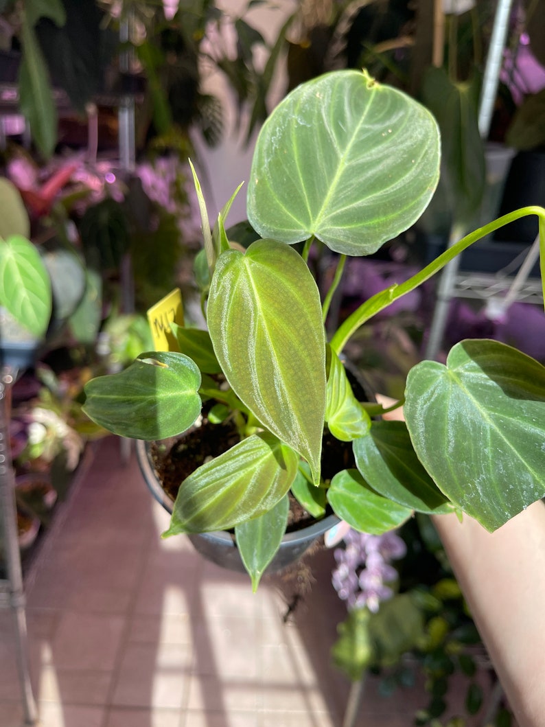 philodendron Splendid, sport variegated leaf image 9