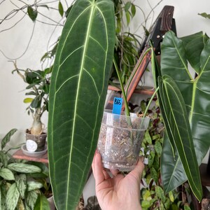 Anthurium Warocqueanum, Dark and Narrow Form, Queen Anthurium Rare