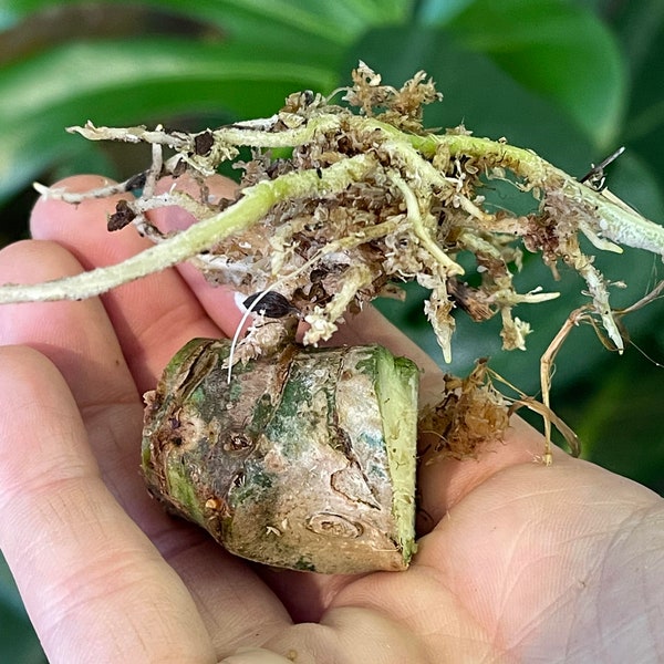 Anthurium Warocqueanum Fully rooted node chonk Dark Narrow Rare Velvet Aroid Plant QueenUSA SELLER!