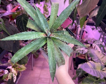 mangave maverick, exact plant