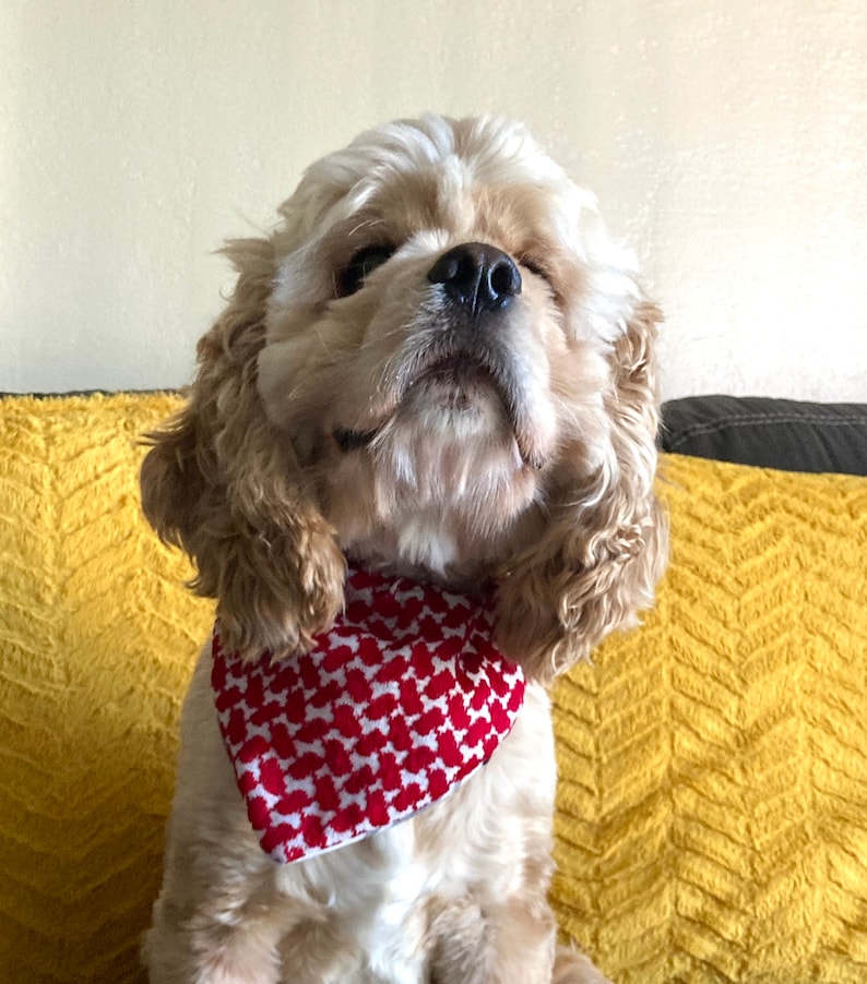 May include: A light-colored Cocker Spaniel dog wearing a red and white patterned bandana. The dog is sitting on a yellow textured surface, with a neutral background. The dog's fur is a mix of light brown and white.