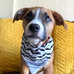 May include: A tan and white dog wearing a black and white patterned bandana. The dog is looking up with a soft expression. The background is a yellow pillow.