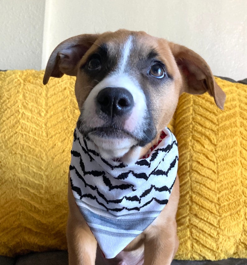 May include: A tan and white dog wearing a black and white patterned bandana. The dog is looking up with a soft expression. The background is a yellow pillow.