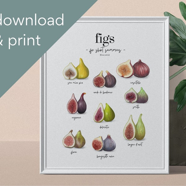 Figs For Short Summers - Artwork/Poster/Print (Digital Download)