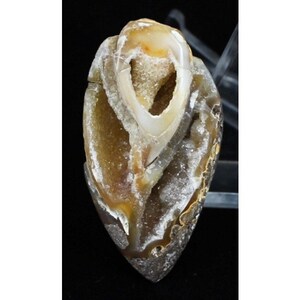 48.00 Cts High Grade Agatized Snail Druzy Cabochon Gemstone, Designer Fossil Snail Agate Gemstone, Fossil Sea Shell Agate 20x36x15 mm