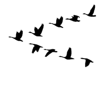 May include: Silhouette of a flock of geese flying in formation against a white background.