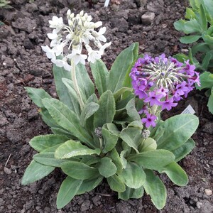 May include: A close-up of a plant with two clusters of flowers. One cluster is white and the other is purple. The plant has green leaves with a slightly fuzzy texture.