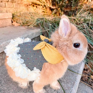 Share 86+ dress for rabbit latest - highschoolcanada.edu.vn