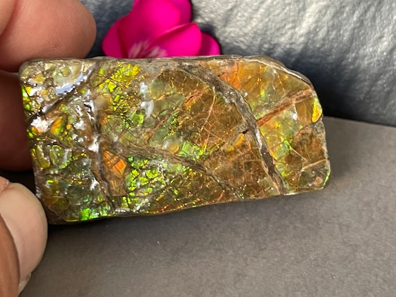 Very beautiful and rare ammolite design ring silver (925) sterling in an unusual shape