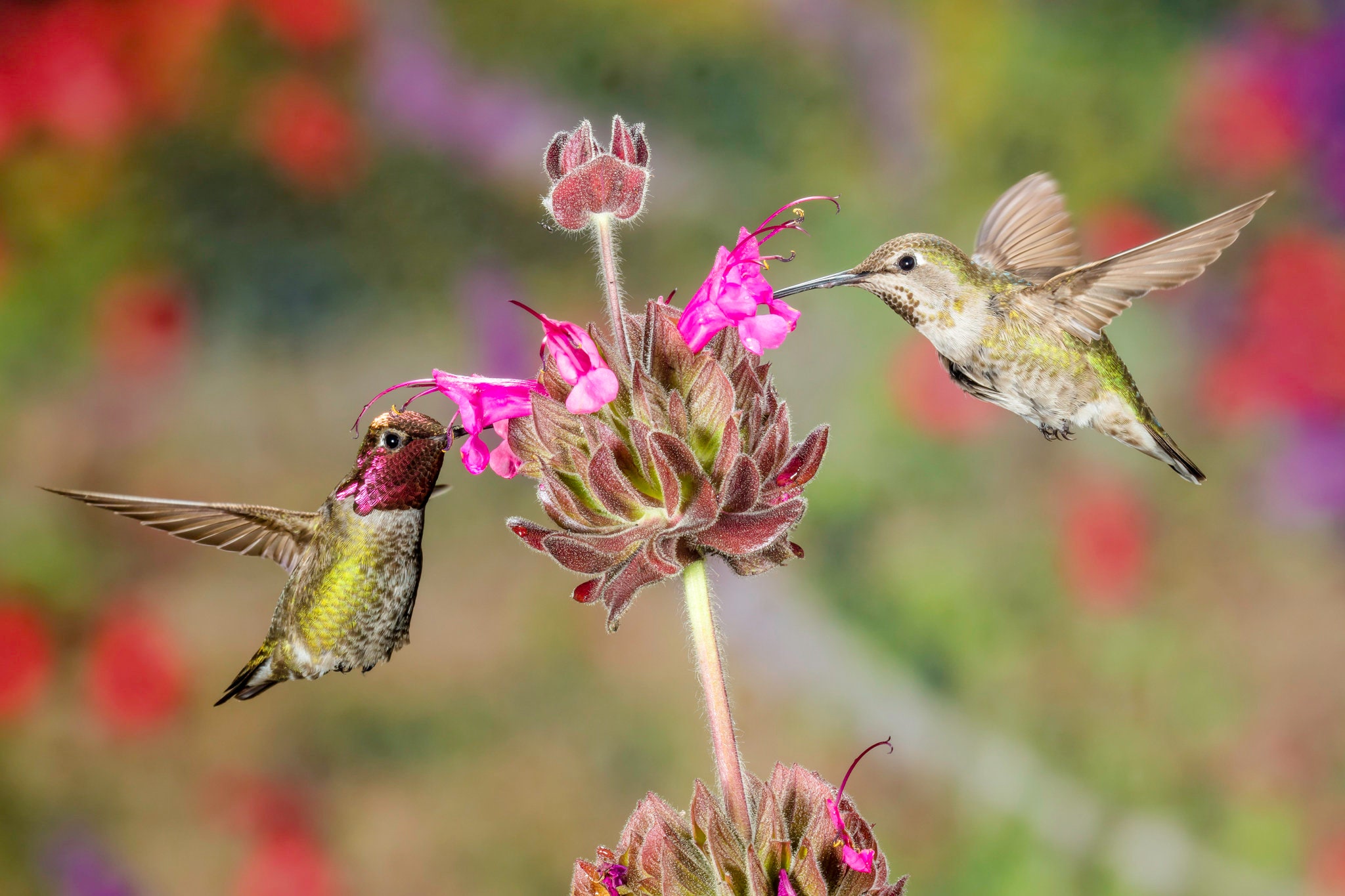 Photograph of male and female Anna's Hummingbirds feeding Etsy