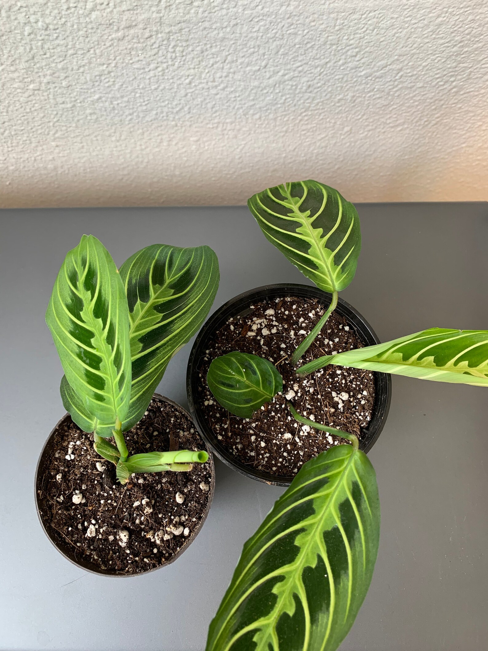 Prayer Plant Maranta leuconeura Neon Green Variety Live Etsy
